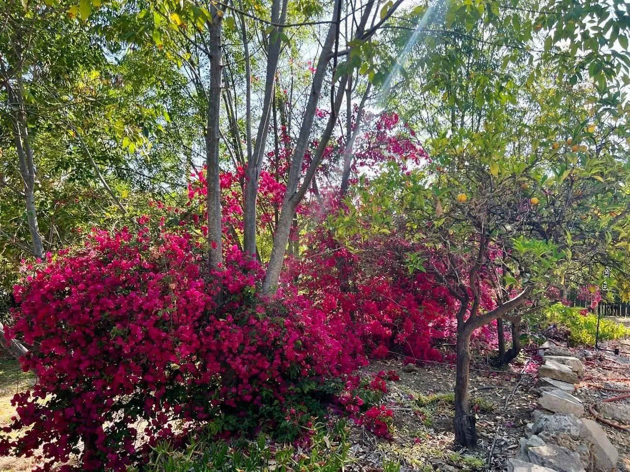 8530 Rockledge Road La Mesa, CA 91941 - Photo 29 of 31