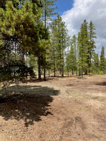 a view of dirt yard with a large tree