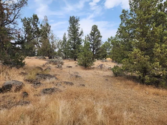 a view of a dry yard with a tree