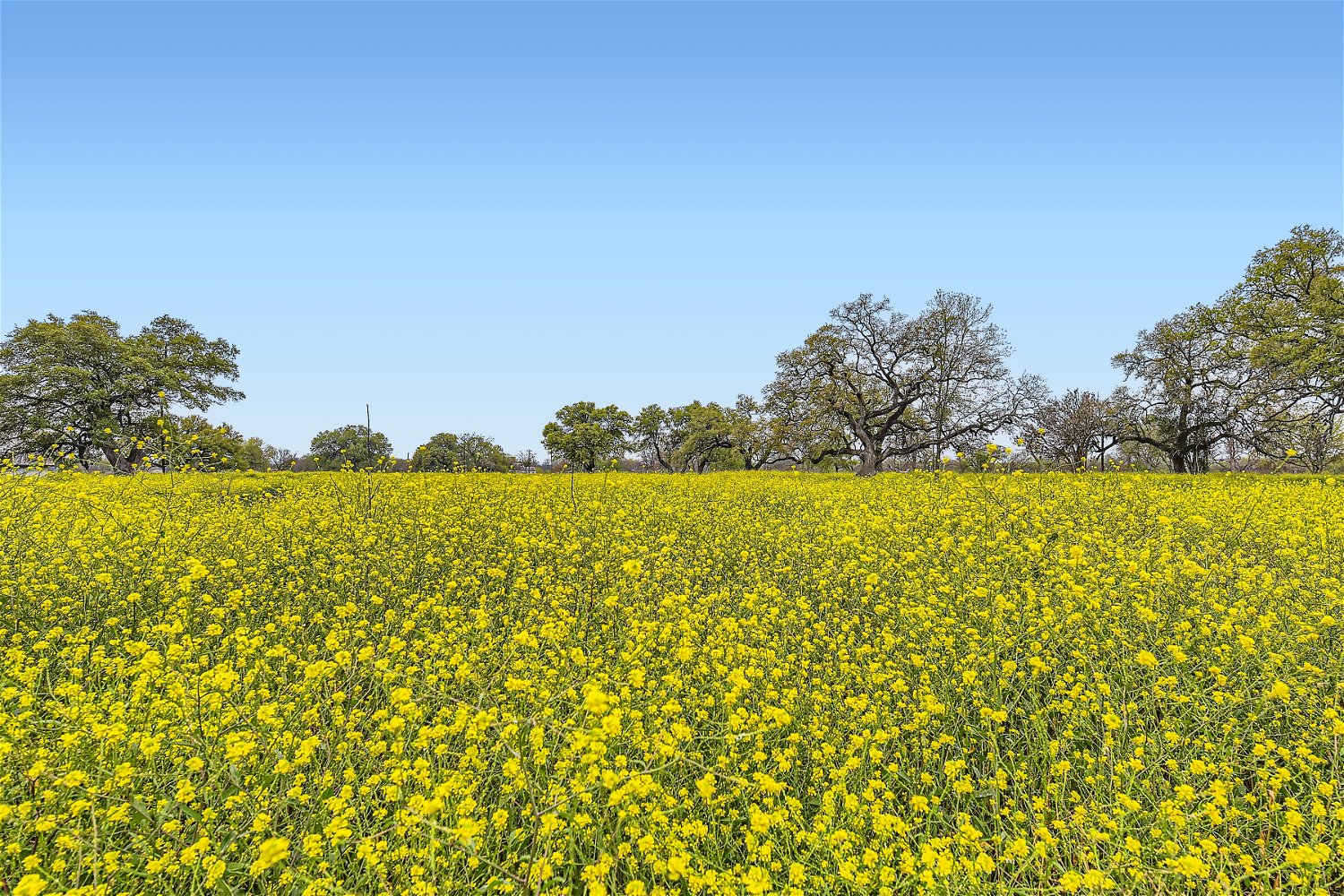 602 Northwest River Road Martindale, TX 78655 - Photo 2 of 7 View of yard with a rural view and agricultural plots