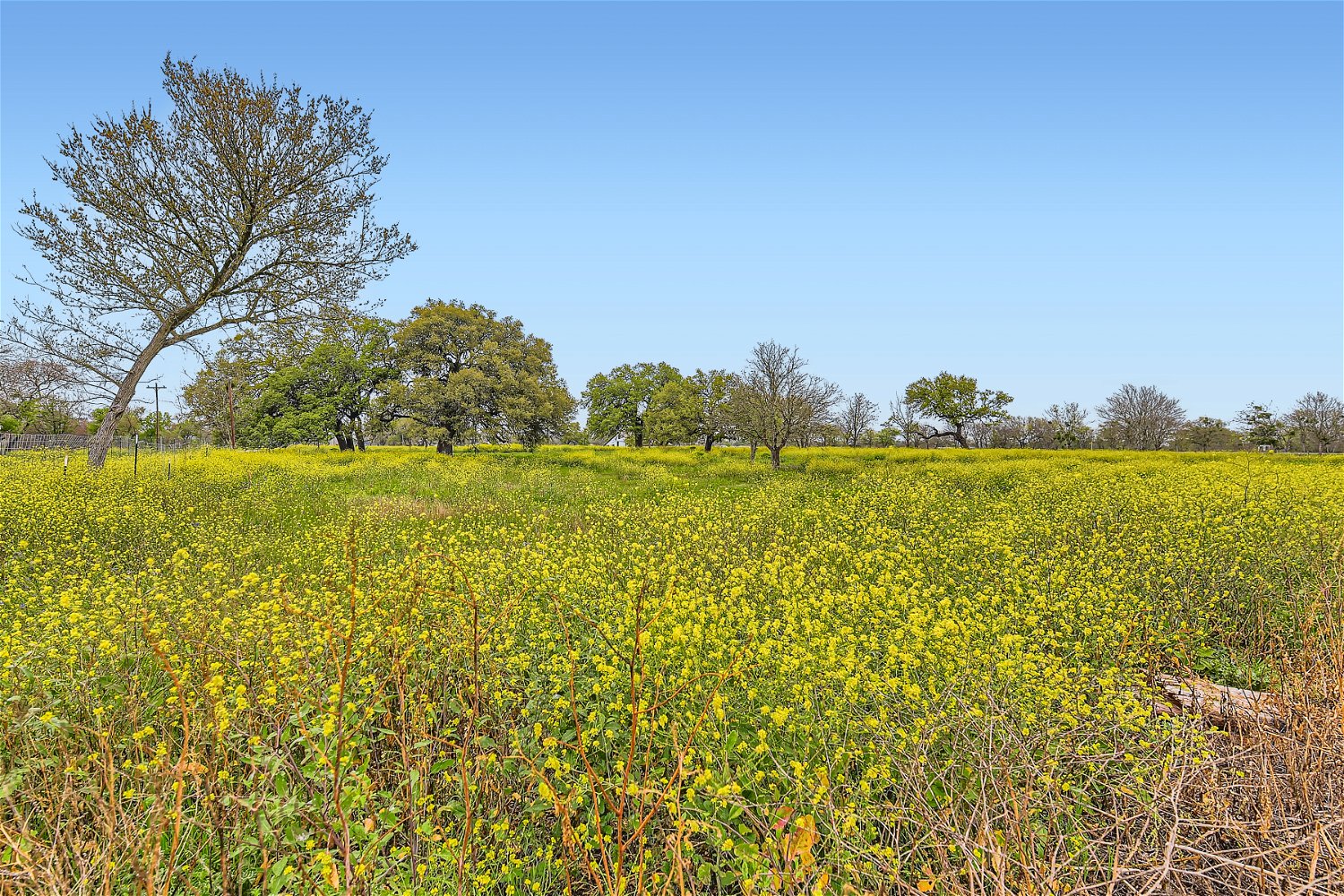 602 Northwest River Road Martindale, TX 78655 - Photo 5 of 7 View of undeveloped land
