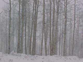 3712 Daybreak Ridge Road Avon, CO 81620 - Photo 2 of 2 a view of a backyard of a wooden fence