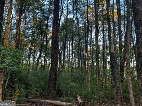 a view of forest