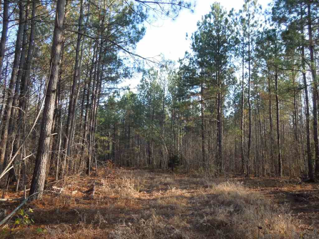 Stallings Mill Road Spring Hope, NC 27882 - Photo 3 of 8 Photo 3