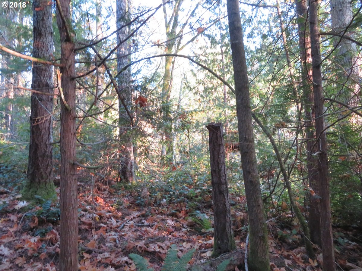 Lester Road Silverdale, WA 98383 - Photo 14 of 28 Gallery Image 14