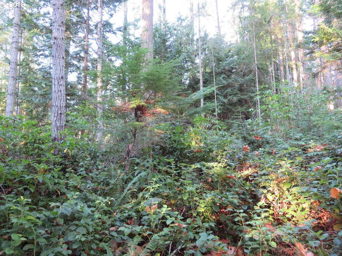 Lester Road Silverdale, WA 98383 - Photo 4 of 28 Gallery Image 4