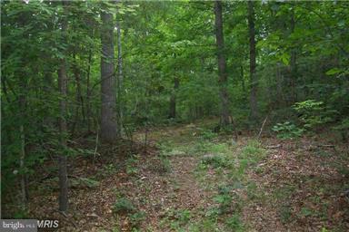 803 Turkey Ridge Road Castleton, VA 22716 - Photo 10 of 14 a view of a forest with trees in the background
