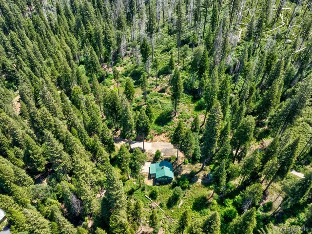 a view of a lush green forest