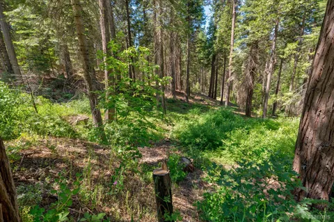 a plant that is in a garden