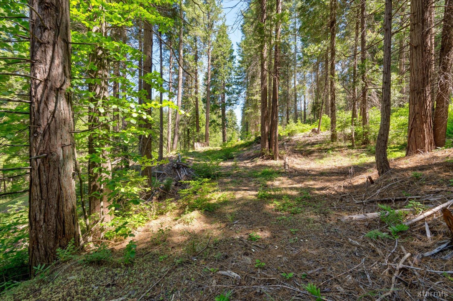 47824 Brammer-Purl Road Oakhurst, CA 93644 - Photo 33 of 38