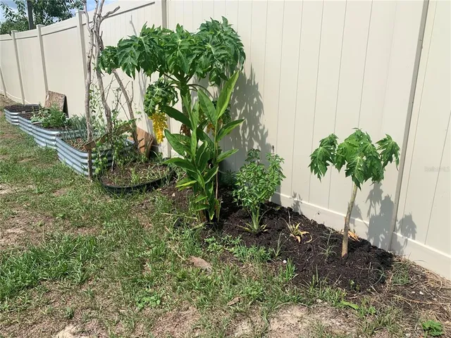a view of a backyard with plants
