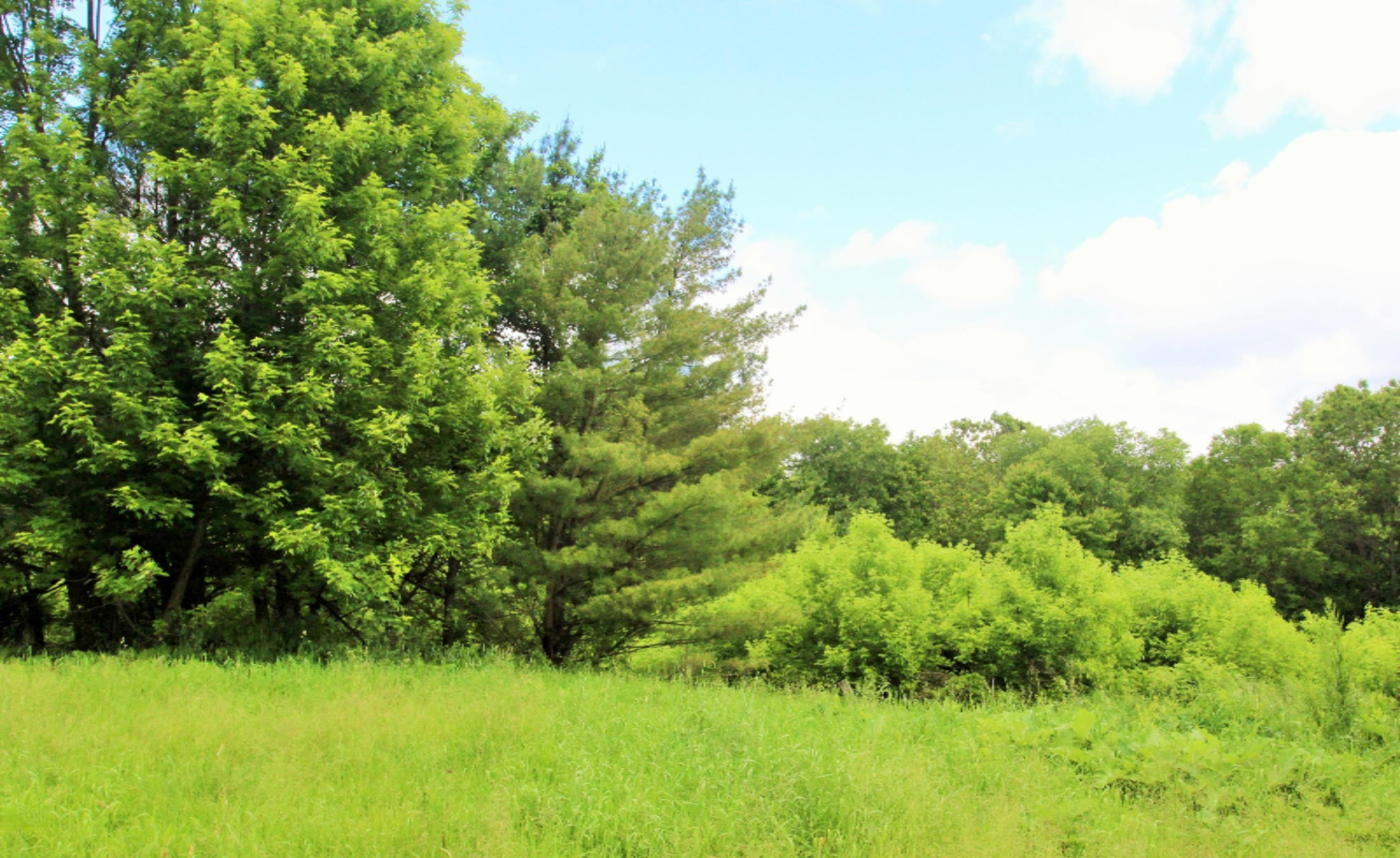 7775 Wolf Road Bellevue, MI 49021 - Photo 3 of 15 IMG_0517 (2)