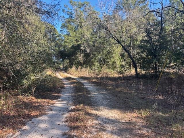 0 Northwest 9th Place Ocala, FL 34482 - Photo 2 of 2 a view of a yard with large trees