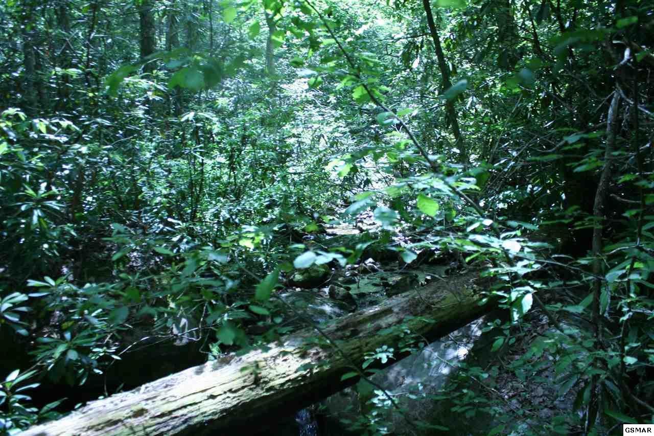 0 Bogard Crk Road Cosby, TN 37722 - Photo 10 of 30 Gallery Image 10