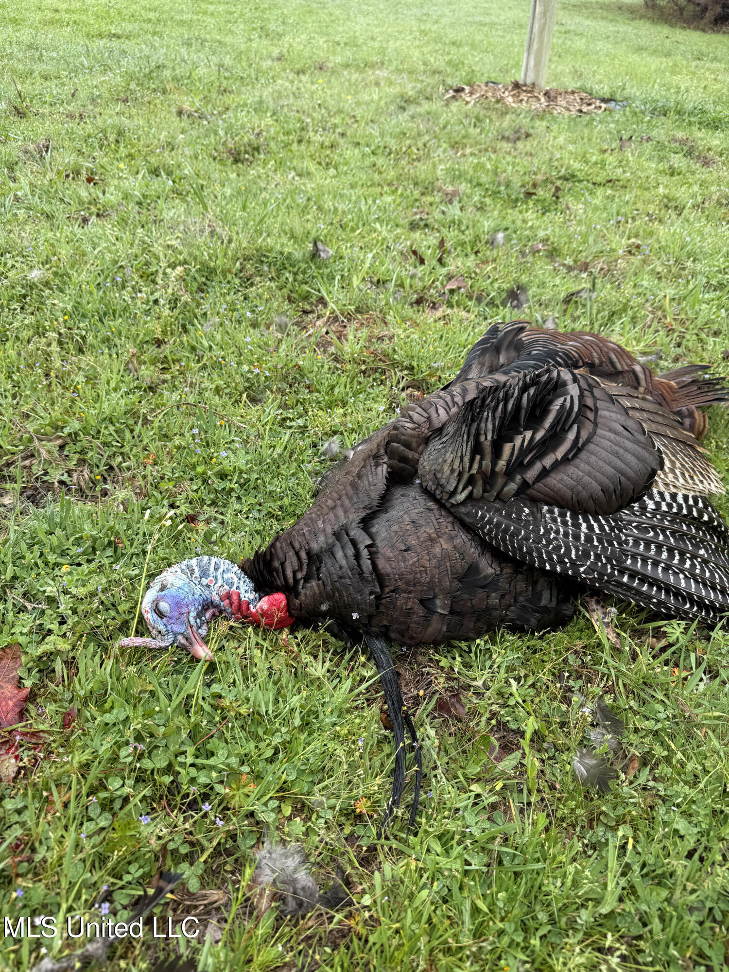 357 Robinson Springs Road Flora, MS 39071 - Photo 28 of 29 rs16