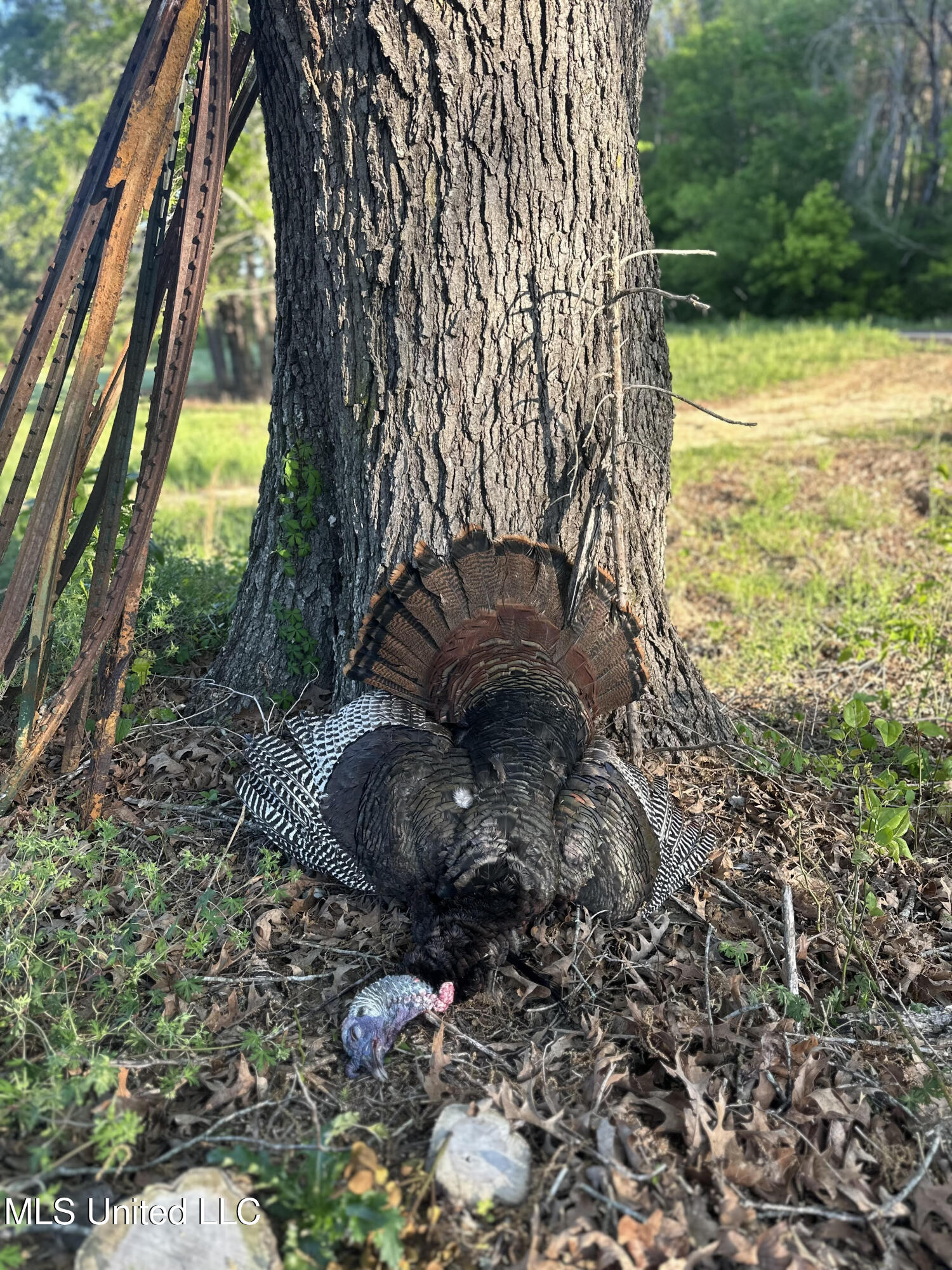 357 Robinson Springs Road Flora, MS 39071 - Photo 7 of 29 rs1