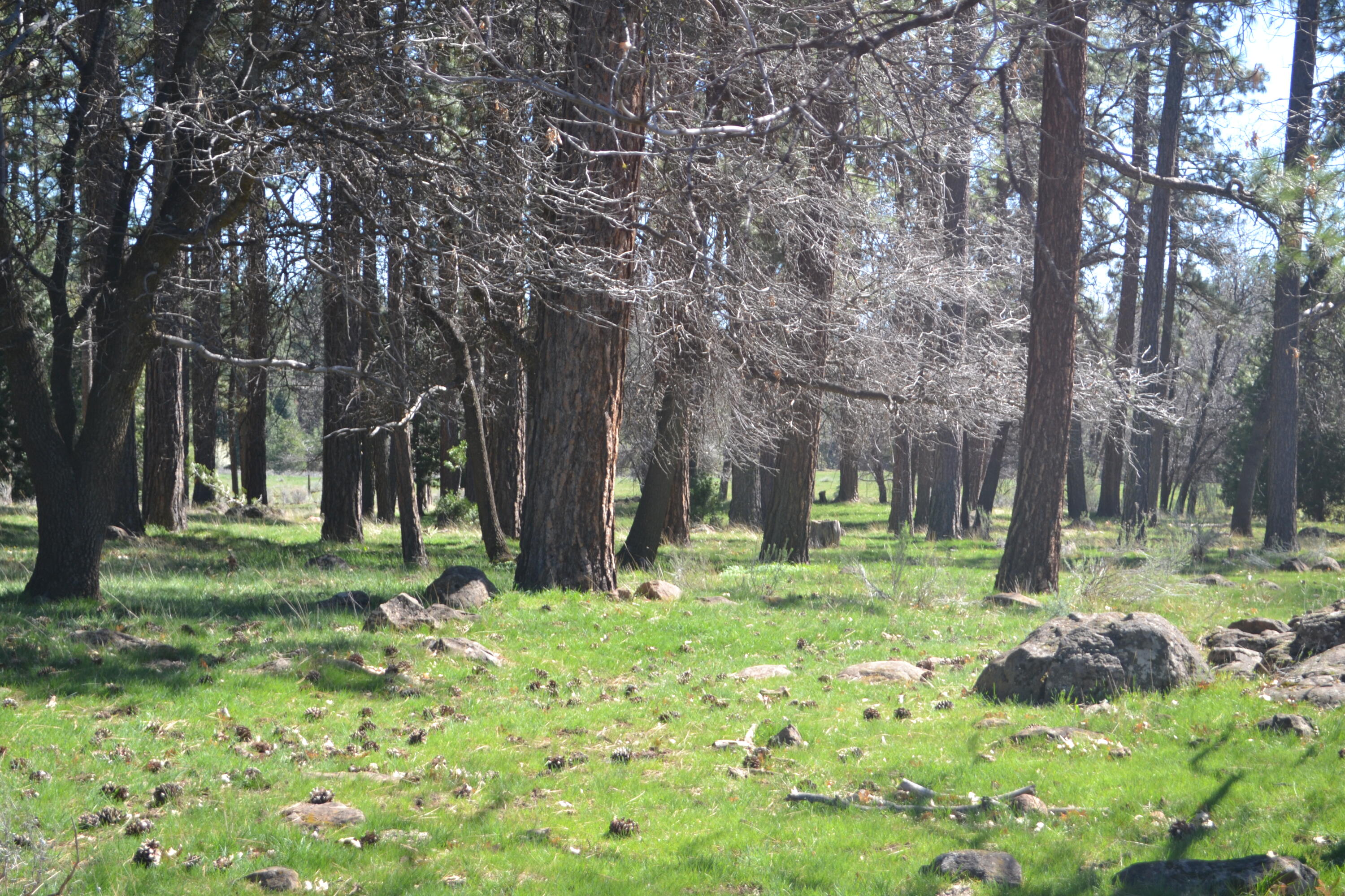 651-050 Foothill Road McArthur, CA 96056 - Photo 62 of 89 A21