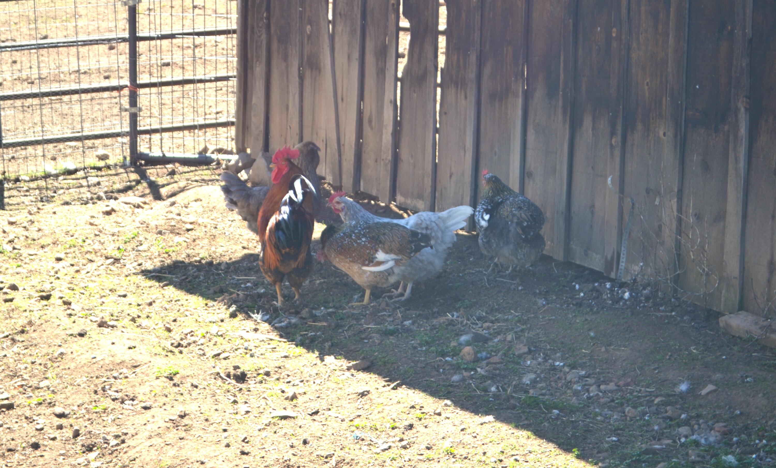 651-050 Foothill Road McArthur, CA 96056 - Photo 72 of 89 BARN8