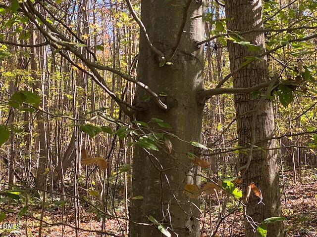 Lot 5 Sepelo Way Efland, NC 27243 - Photo 14 of 22 a picture of a tree