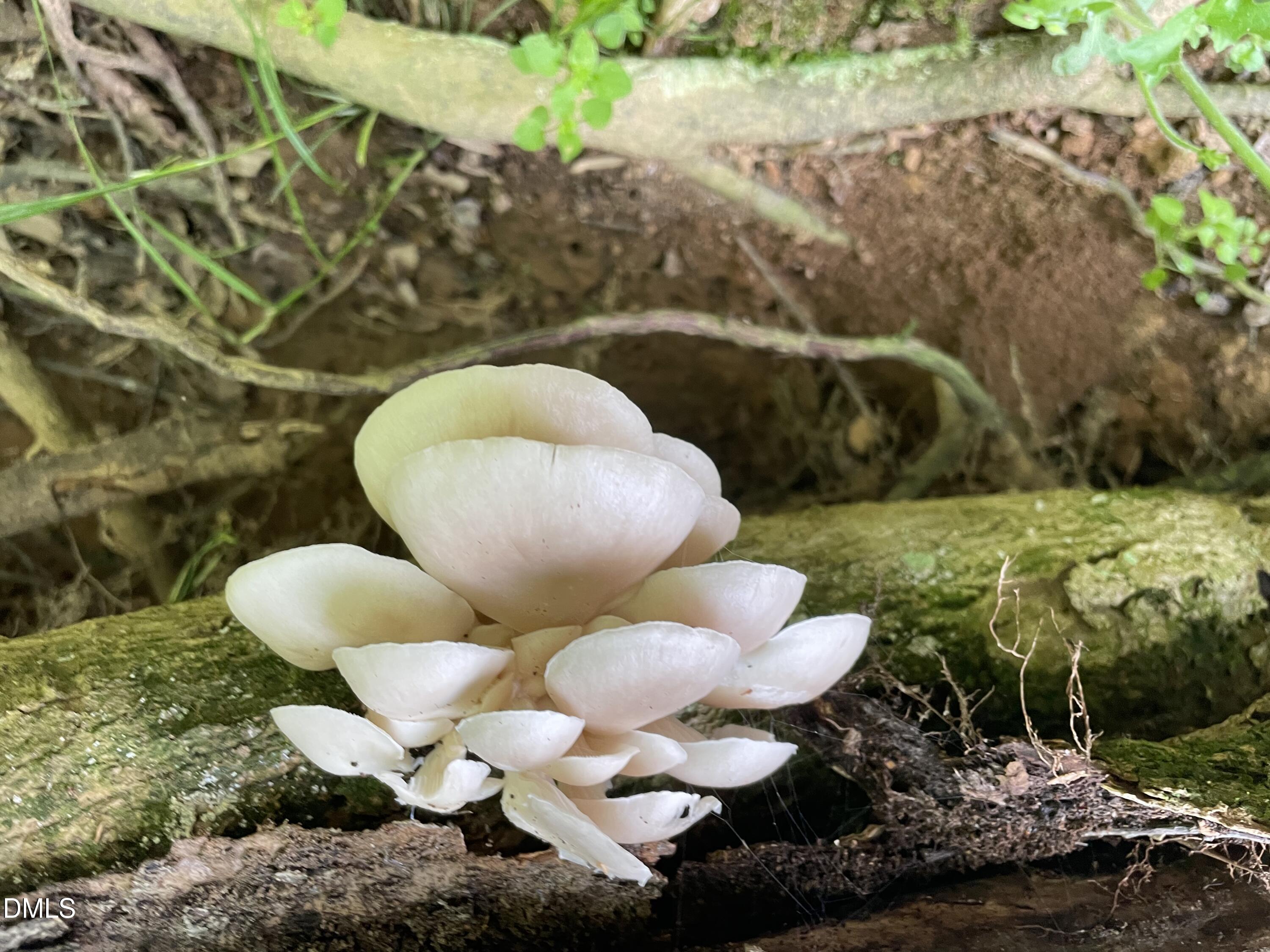 Lot 5 Sepelo Way Efland, NC 27243 - Photo 20 of 22 a bathroom with a sink mirror and toilet