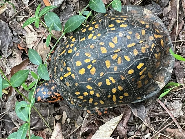 a view of door with trees