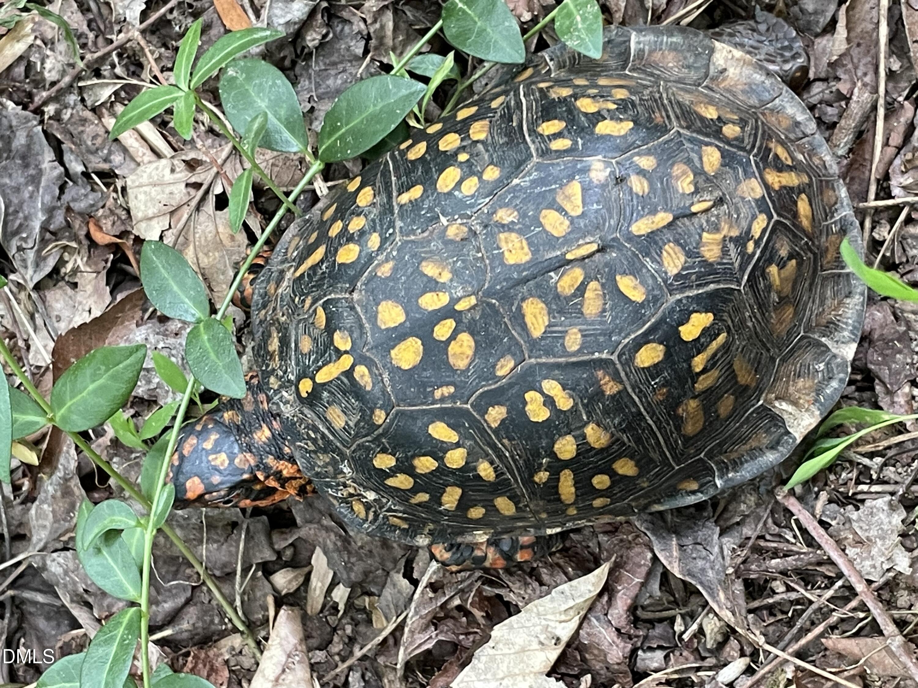Lot 5 Sepelo Way Efland, NC 27243 - Photo 4 of 22 a picture of tree