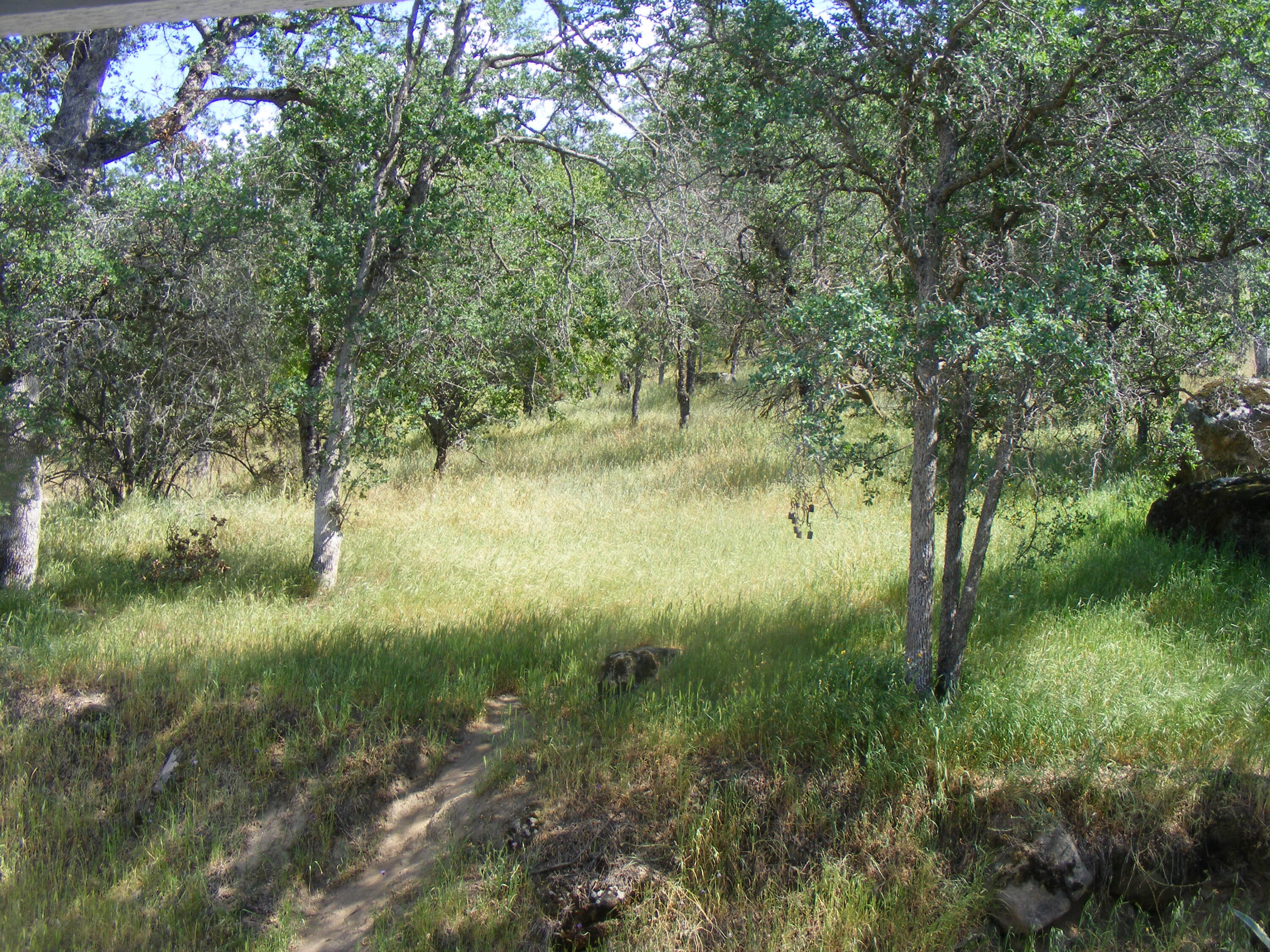 42504 Sierra Drive Three Rivers, CA 93271 - Photo 43 of 70 DSCF3034