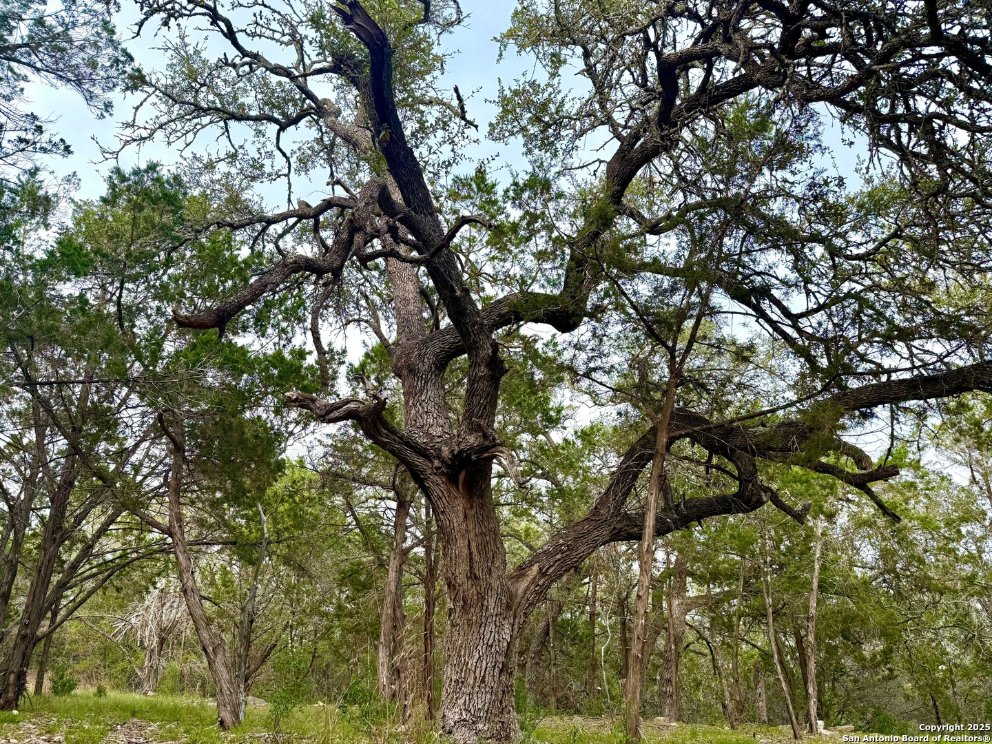254 Flanders Fischer, TX 78623 - Photo 2 of 7 a view of tree