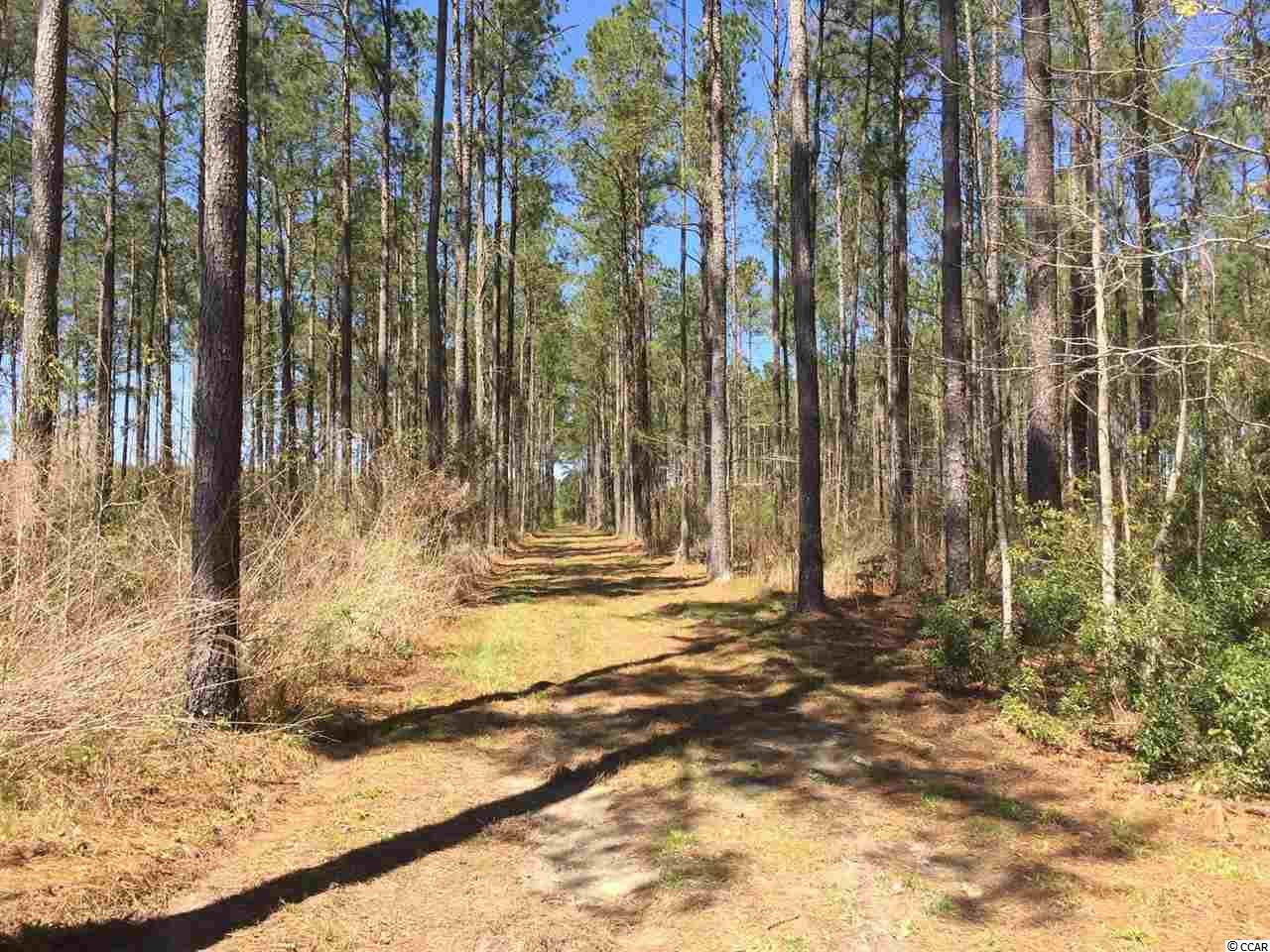323 East Bay Road Gresham, SC 29546 - Photo 11 of 19 Gallery Image 11