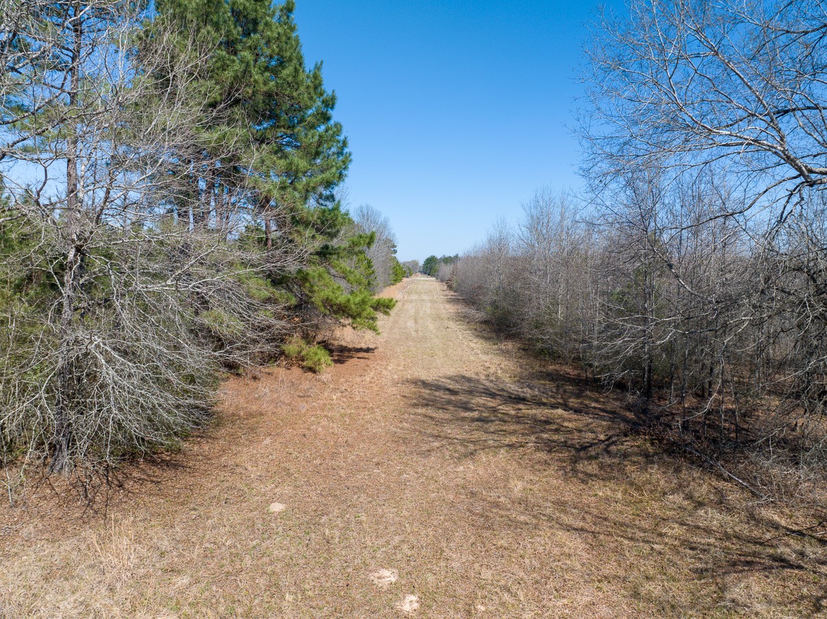 1 Brown Road Lovelady, TX 75851 - Photo 11 of 20 a view of a dry yard with trees