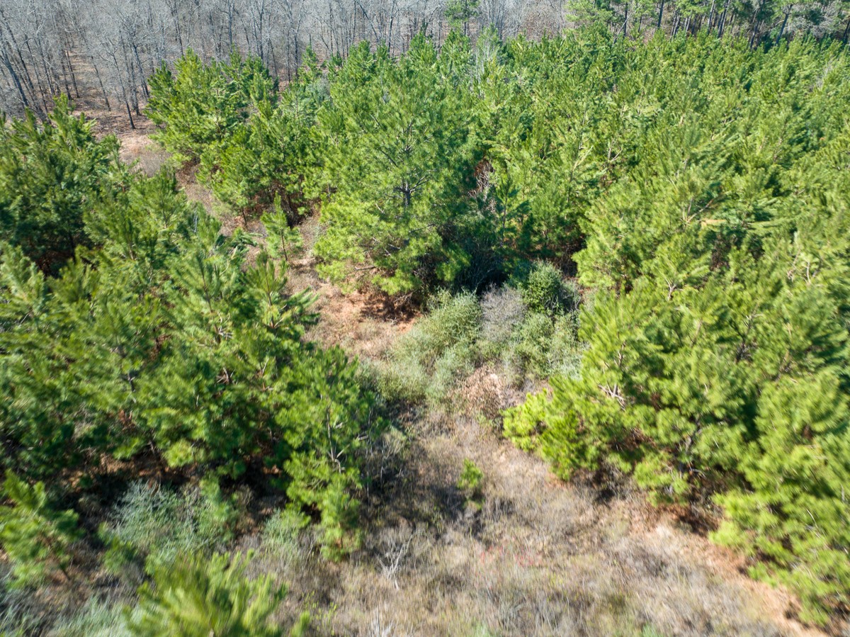 1 Brown Road Lovelady, TX 75851 - Photo 12 of 20 a view of a garden with a plant