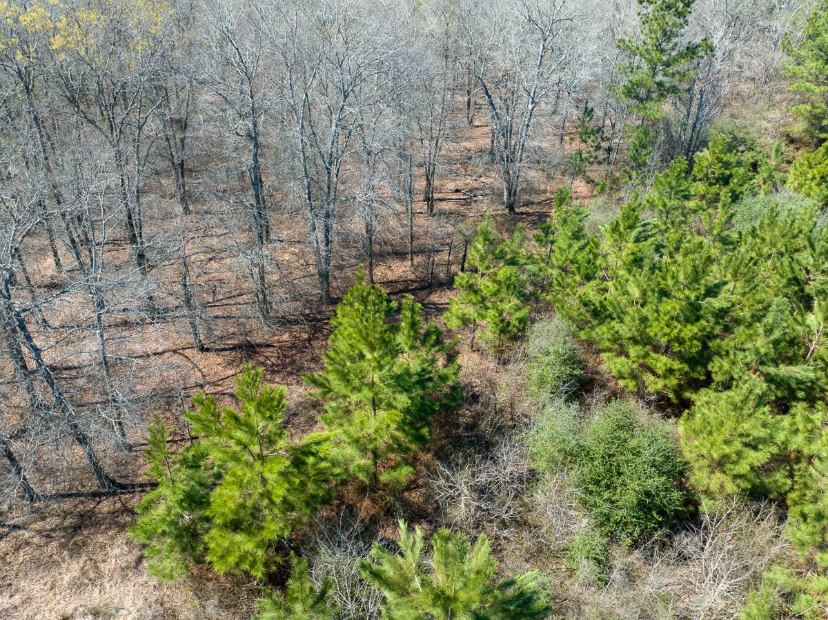 1 Brown Road Lovelady, TX 75851 - Photo 13 of 20 a plant view in yard