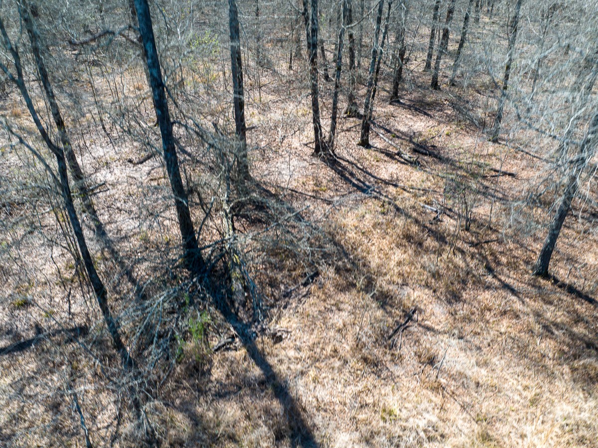 1 Brown Road Lovelady, TX 75851 - Photo 14 of 20 a view of a yard with a tree