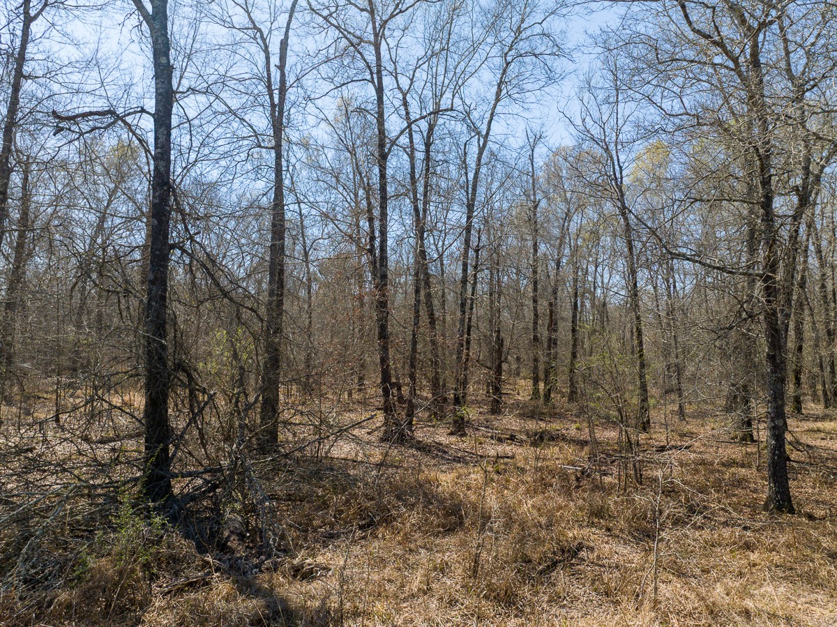 1 Brown Road Lovelady, TX 75851 - Photo 15 of 20 a view of outdoor space with trees