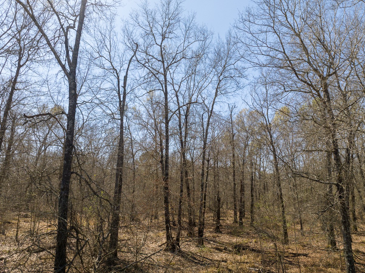 1 Brown Road Lovelady, TX 75851 - Photo 16 of 20 a view of a forest
