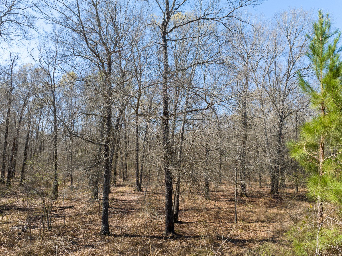 1 Brown Road Lovelady, TX 75851 - Photo 17 of 20 a backyard of a house with lots of green space