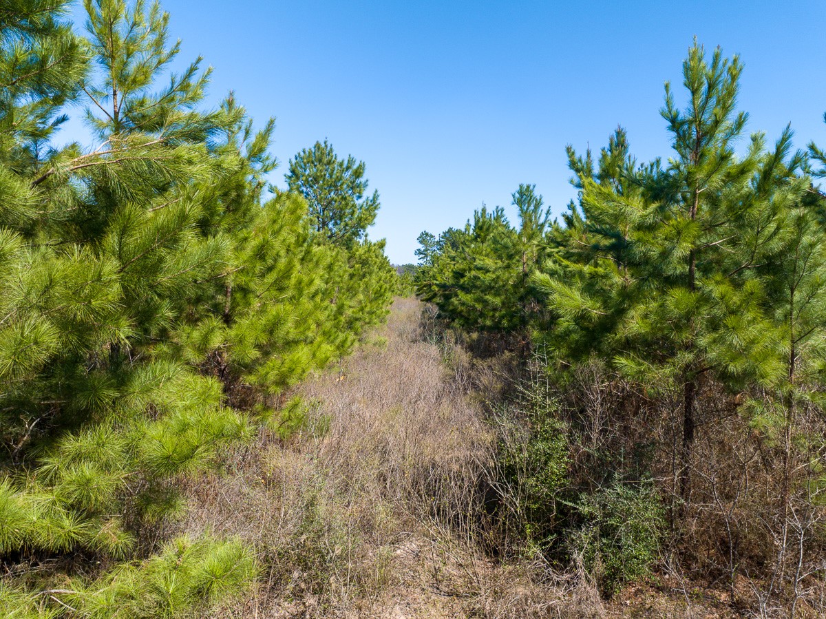 1 Brown Road Lovelady, TX 75851 - Photo 18 of 20