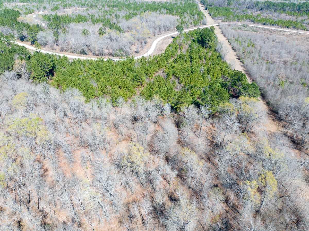 1 Brown Road Lovelady, TX 75851 - Photo 4 of 20 a view of a dry yard with trees