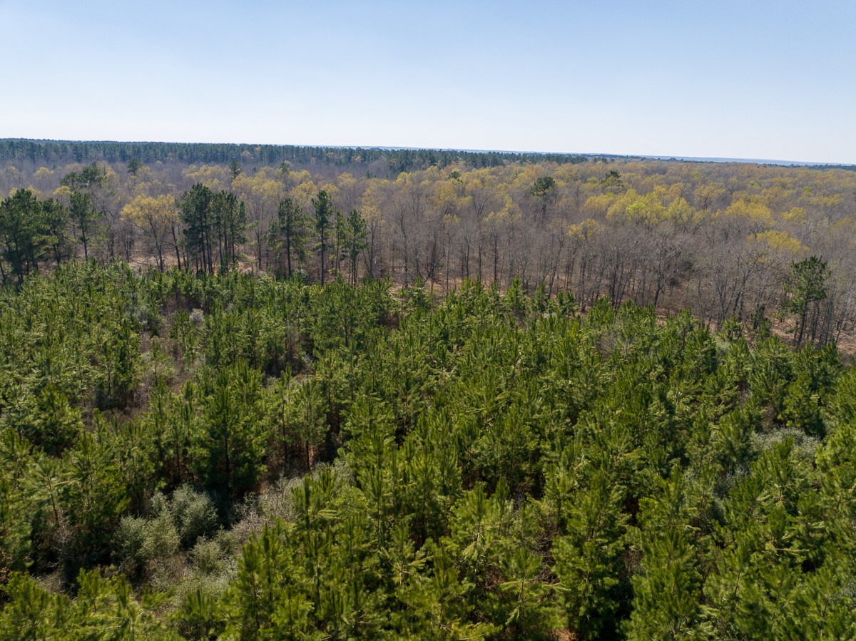 1 Brown Road Lovelady, TX 75851 - Photo 7 of 20 a view of a green field with lots of bushes