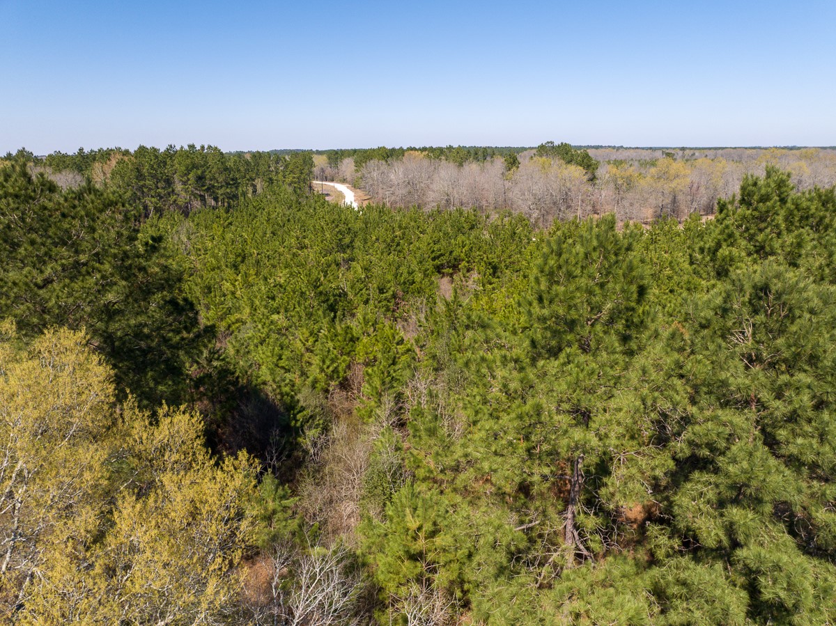 1 Brown Road Lovelady, TX 75851 - Photo 9 of 20 a view of a green field