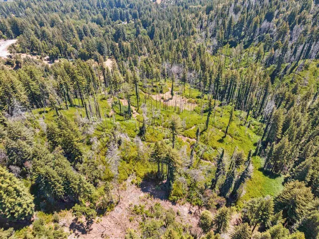 a view of a yard with plants