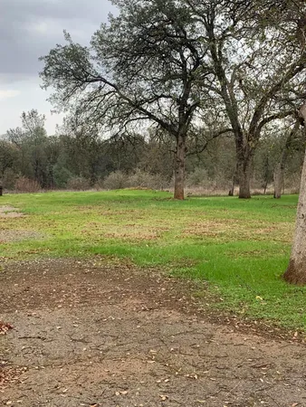 a view of a field with a tree