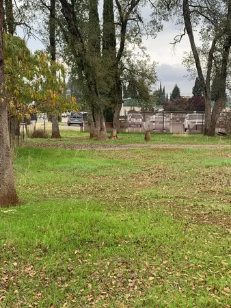 a view of yard with tree s