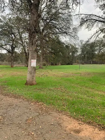 a view of a field with a tree