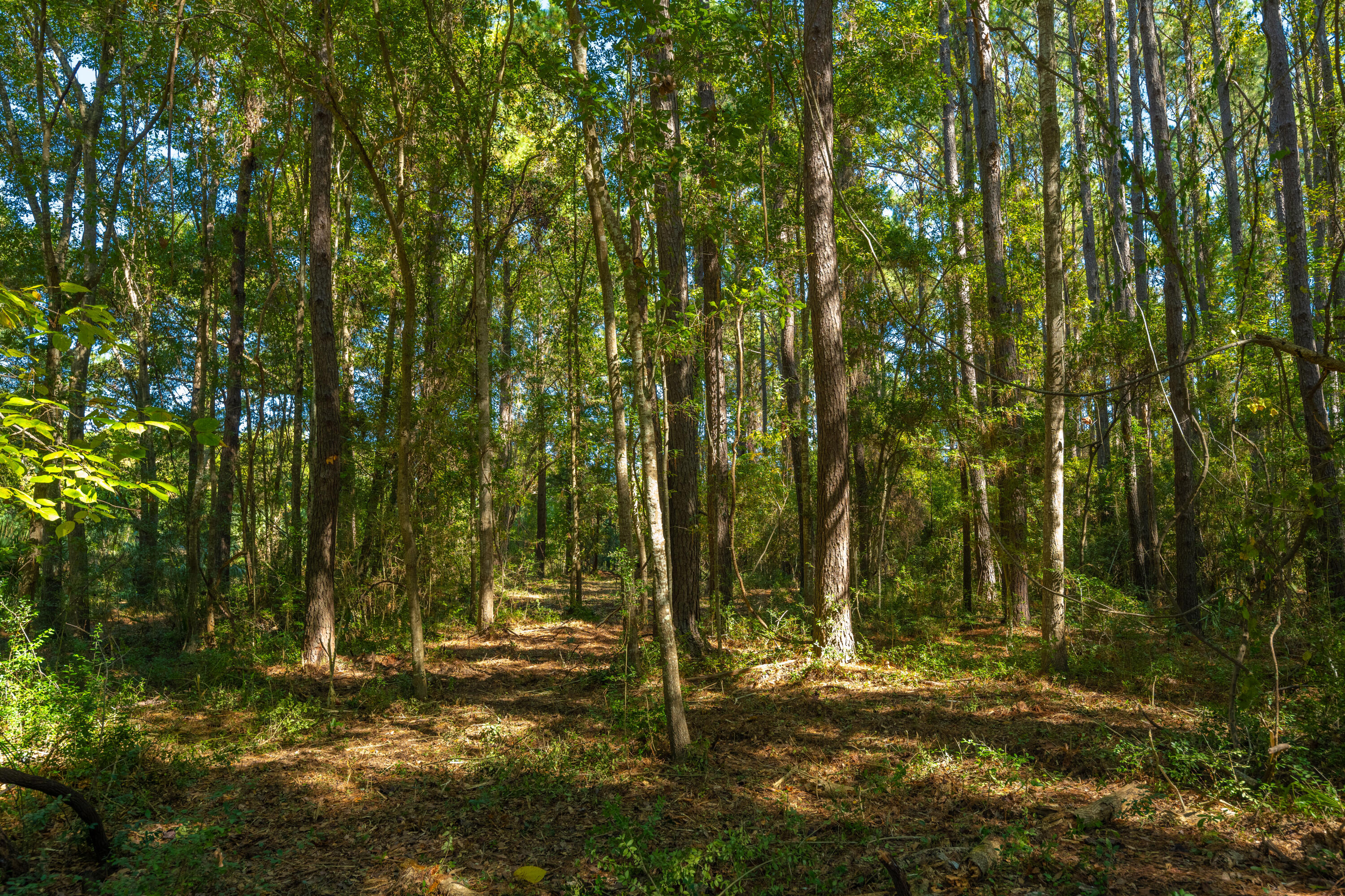 6131 Rudder Lane Awendaw, SC 29429 - Photo 13 of 29 6131RudderLn030