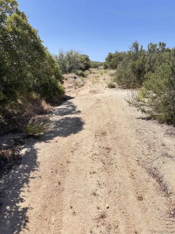 a view of a dry yard with a tree
