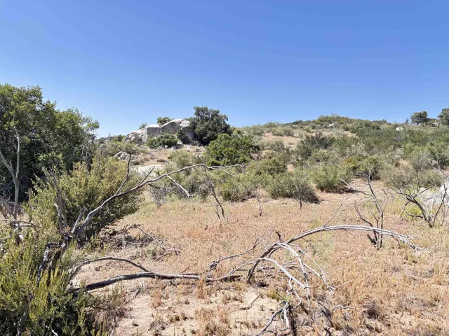a view of a dry field with a tree in the background
