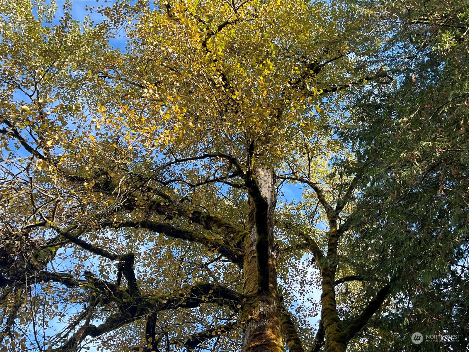 780 Mountain Trail Road Brinnon, WA 98320 - Photo 12 of 22