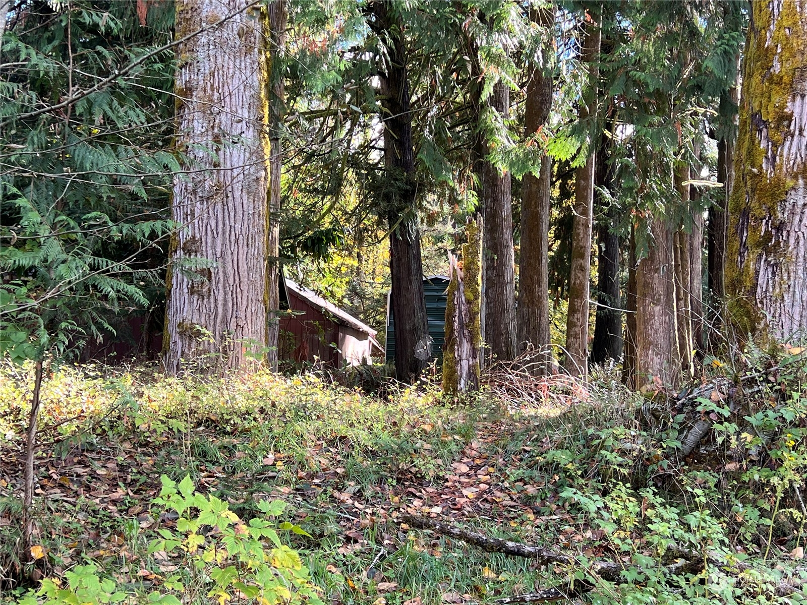 780 Mountain Trail Road Brinnon, WA 98320 - Photo 14 of 22