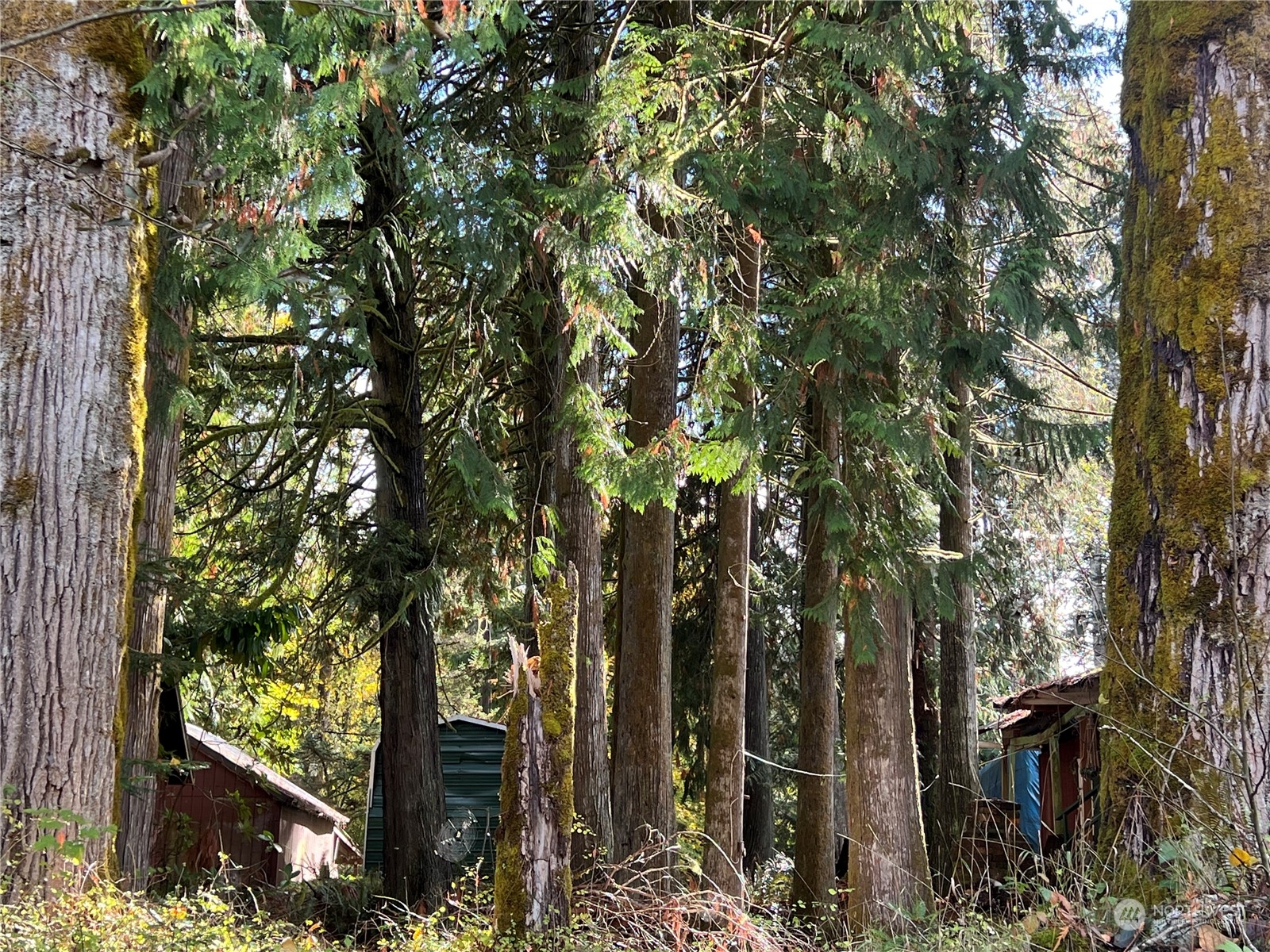 780 Mountain Trail Road Brinnon, WA 98320 - Photo 15 of 22